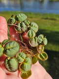 RED ROOT FLOATERS