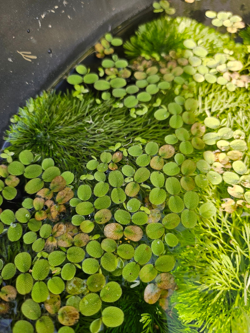 SALVINIA MINIMA