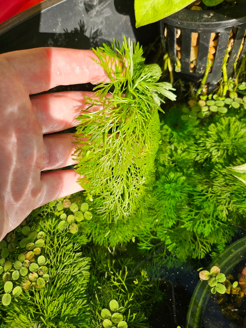 Limnophila Sessiliflora