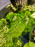 Limnophila Sessiliflora