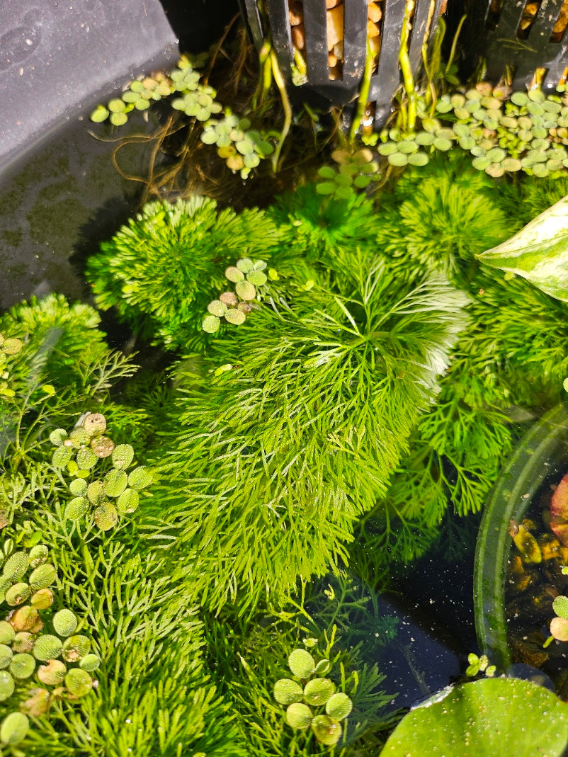 Limnophila Sessiliflora