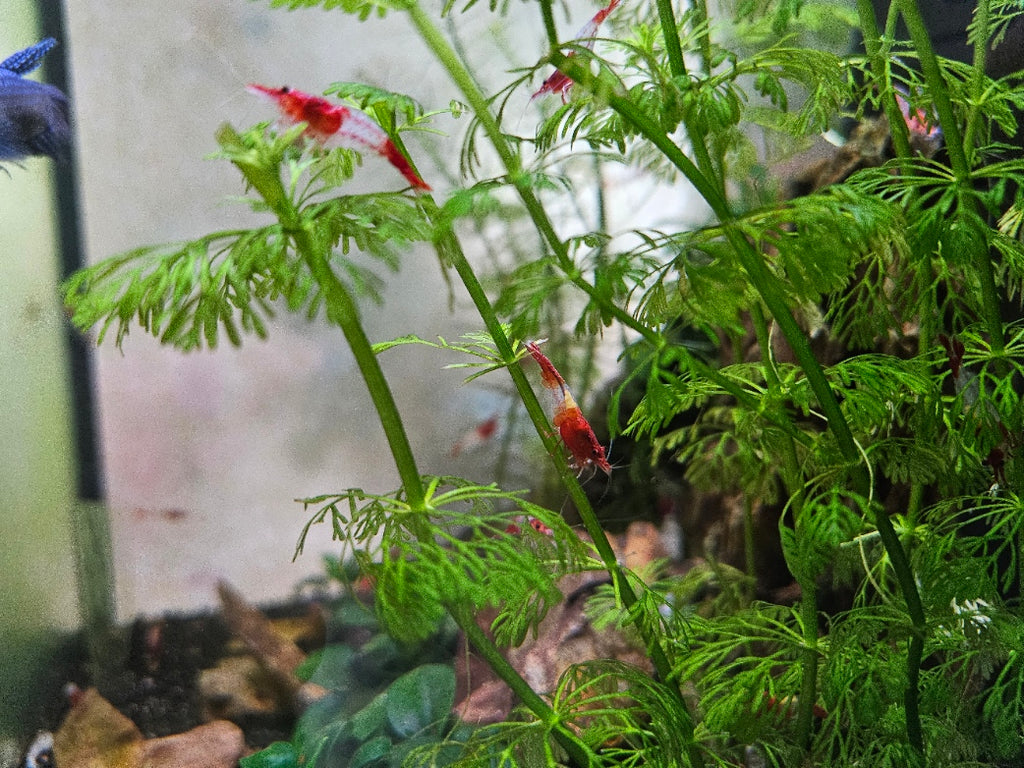 Red Rili Shrimp- Neocaridina