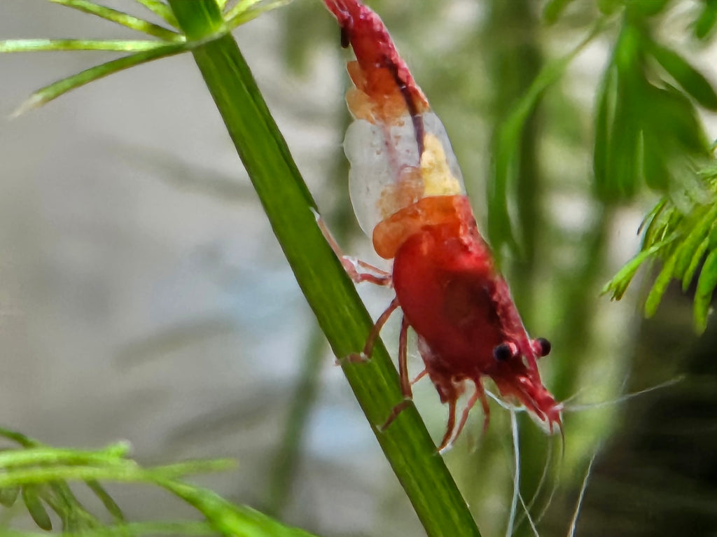 Red Rili Shrimp- Neocaridina