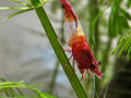 Red Rili Shrimp- Neocaridina