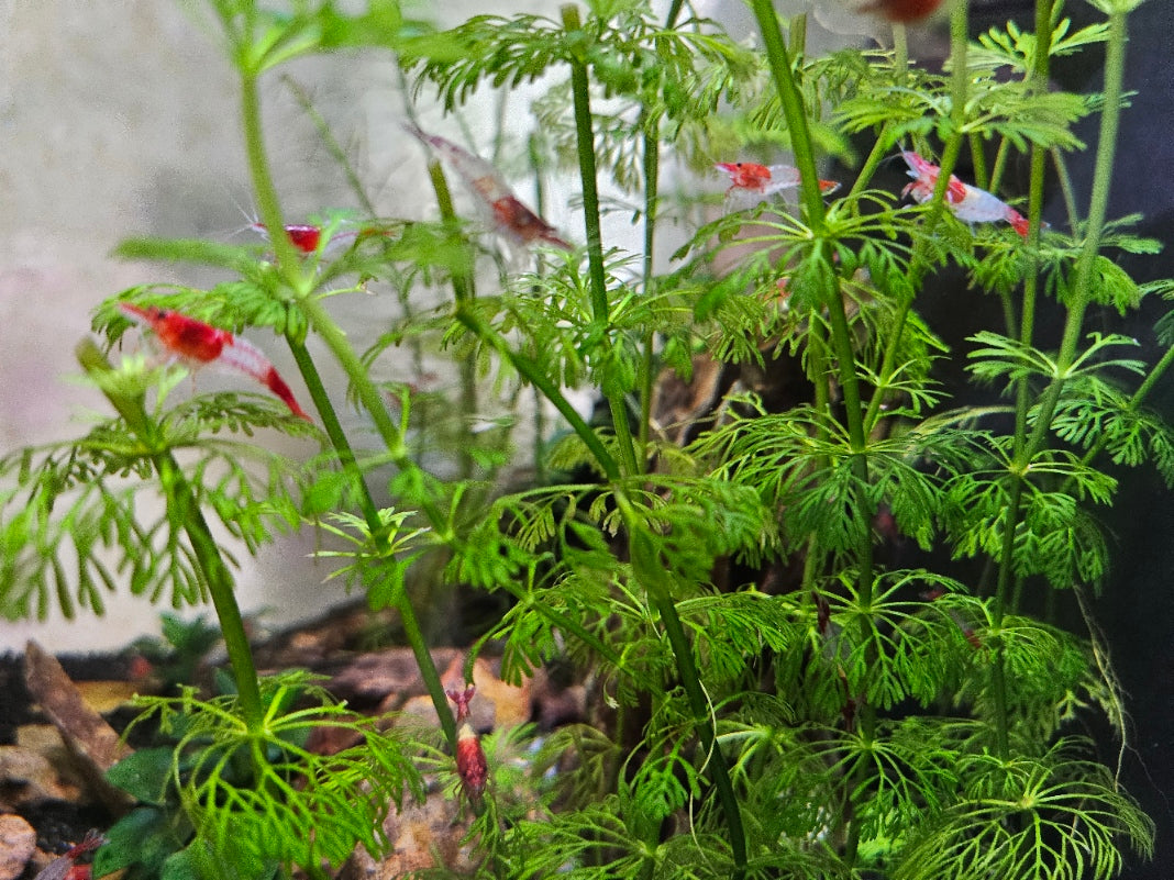 Red Rili Shrimp- Neocaridina